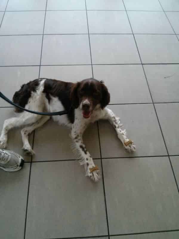 Fully grown, ignoring treats!