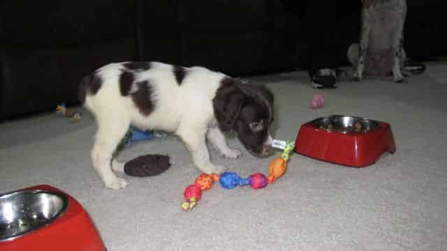 Playing with puppy toy.