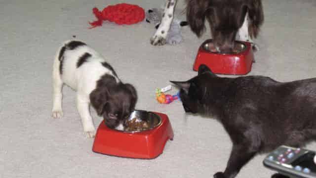 Eating with Crockett as Jade lurks