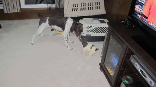 Getting checked out by Crockett