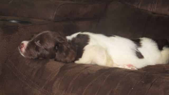 100% Asleep on couch