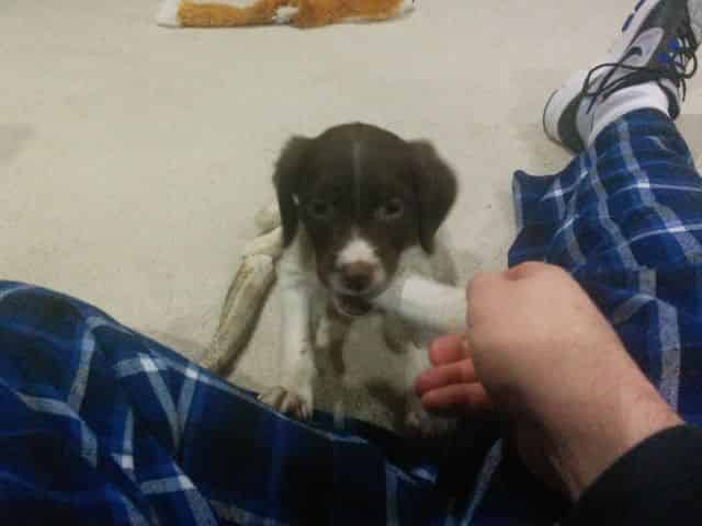 Gnawing on an antler