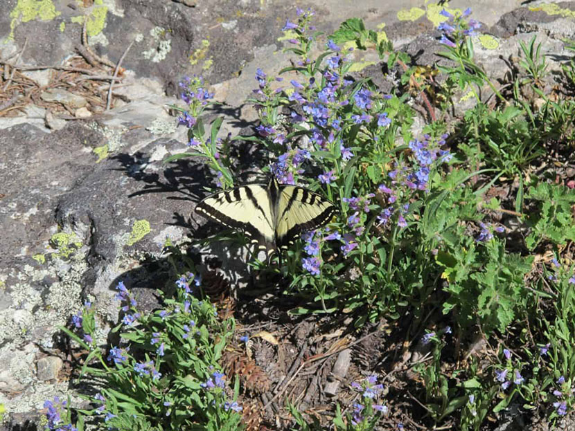 Monarch Lake Day Hike