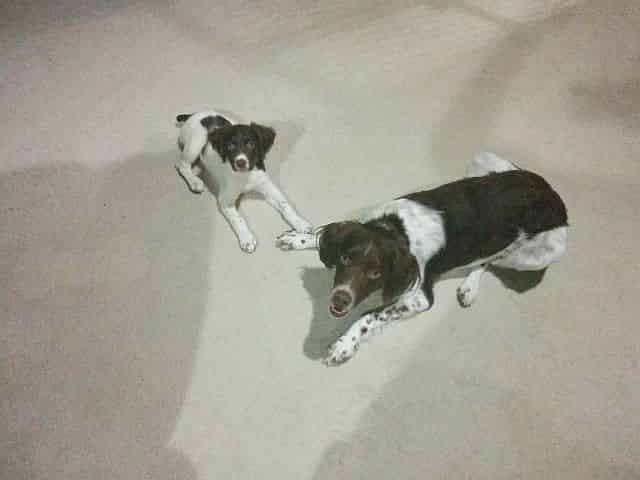 Indisposable DFW Dog Services