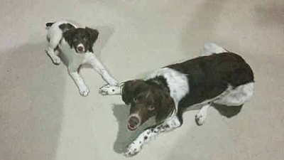 Indisposable DFW Dog Services