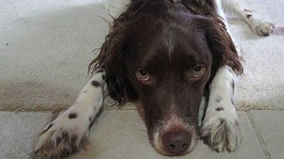 Dog Bites Man, Common Sense goes out the Window
