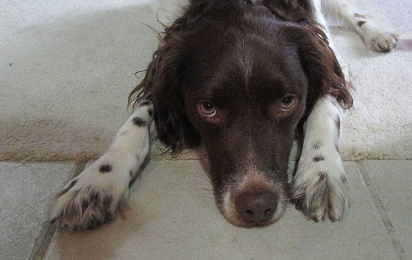Dog Bites Man, Common Sense goes out the Window