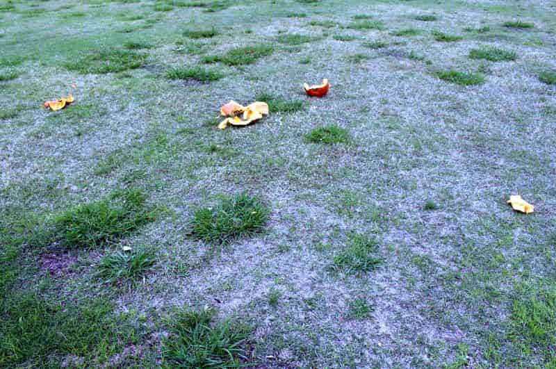 What remains of a fired pumpkin