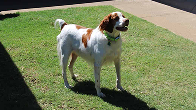Our Foster Hillbilly, Jed