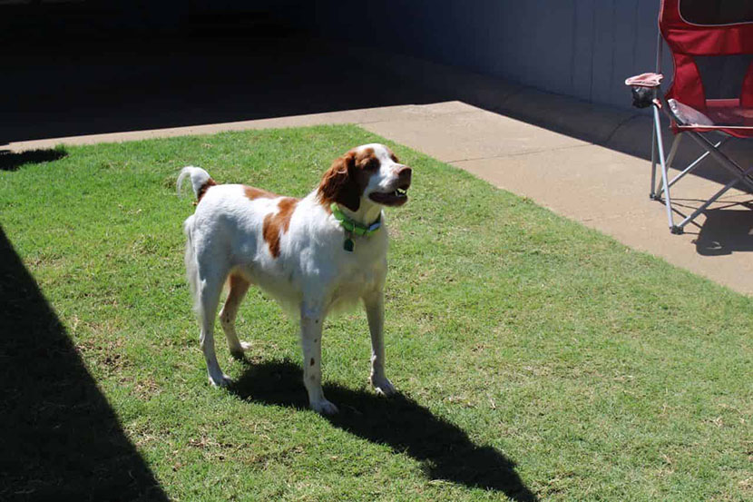 Our Foster Hillbilly, Jed