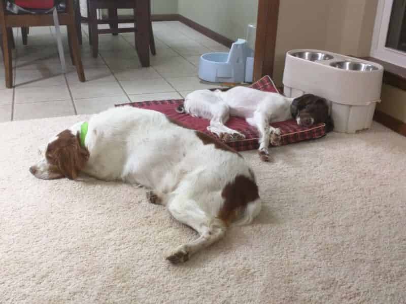 Catching some Zzzzz's with Zoe.