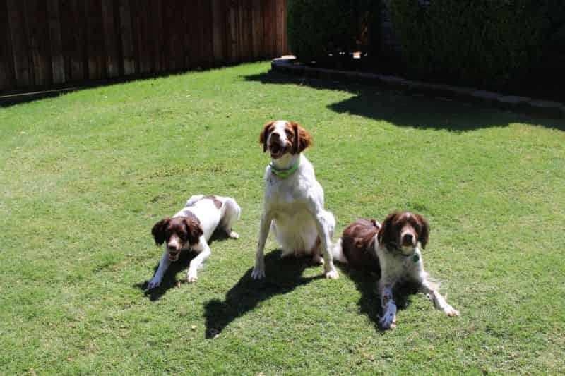 Posing in the backyard with Zoe and Crockett.