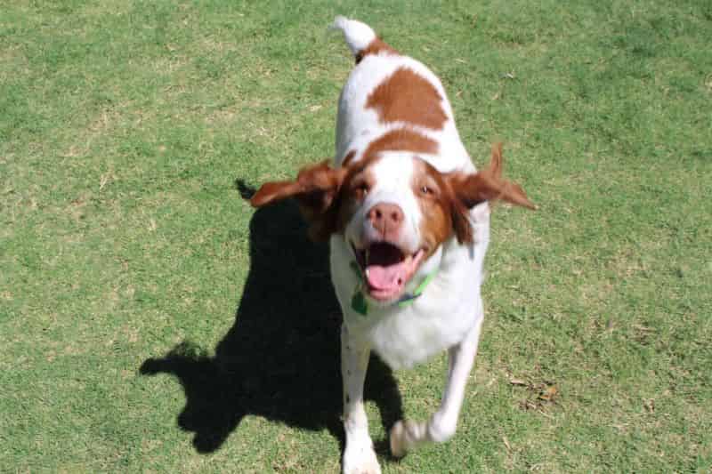 Is that a treat?! Gimme!