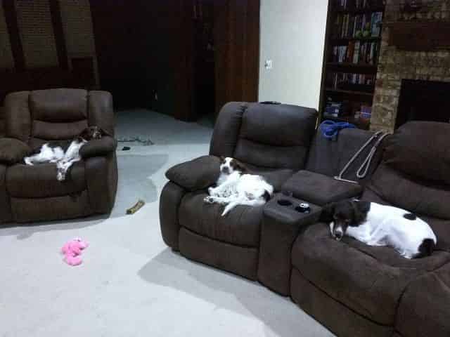 Zoe, Marley and Crockett catching some Zs