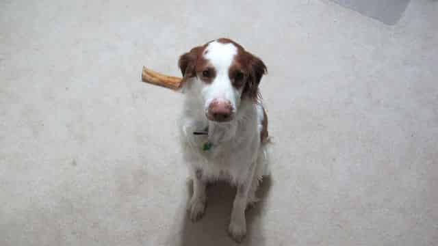 Marley showing off his Sit