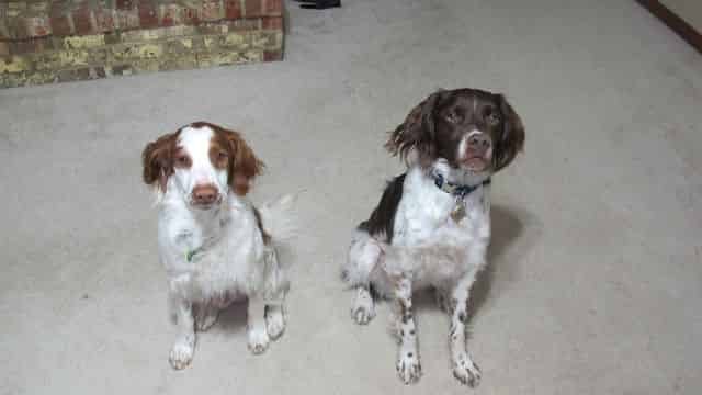 Marley and Crockett both sitting.