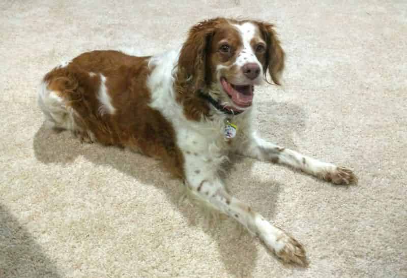 Resting in the living room, looking pretty happy!