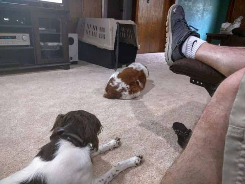 Early on, Zoe was protecting Brian from the new dog.